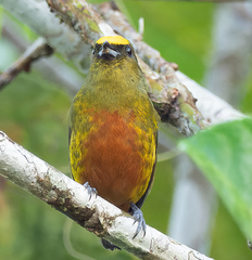 Euphonia gouldi