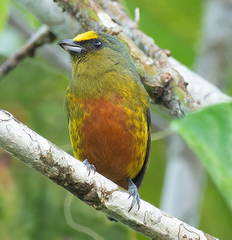 Euphonia gouldi