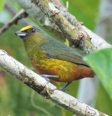 Euphonia gouldi