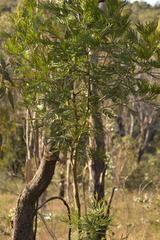 Acacia filicifolia