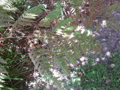 Pteridium esculentum