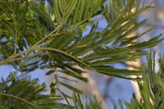 Acacia filicifolia