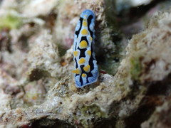 Phyllidia coelestis
