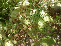 Pteridium esculentum