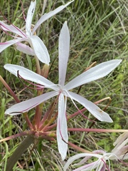 Crinum flaccidum