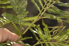 Acacia filicifolia