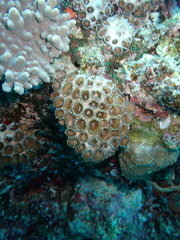 Palythoa tuberculosa