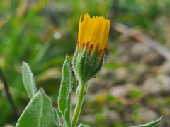 Calendula officinalis