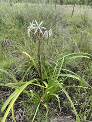 Crinum flaccidum