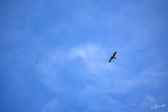 Falco moluccensis