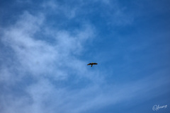 Falco moluccensis