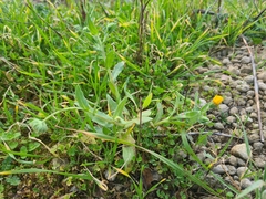 Calendula officinalis