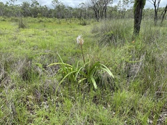 Crinum flaccidum