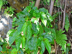 Begonia longifolia