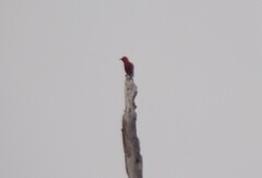 Himatione sanguinea