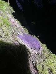 Nectriopsis violacea