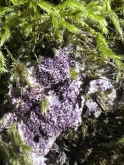 Nectriopsis violacea