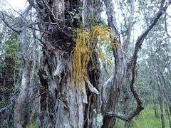 Psilotum complanatum