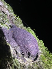 Nectriopsis violacea