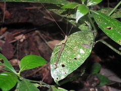 Pseudophasma flavipes
