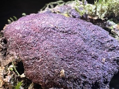 Nectriopsis violacea