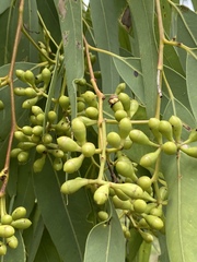 Eucalyptus leptophleba