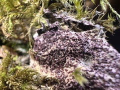 Nectriopsis violacea