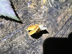 Flammulina filiformis