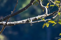 Hemipus hirundinaceus