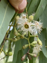 Eucalyptus leptophleba