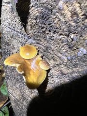 Flammulina filiformis