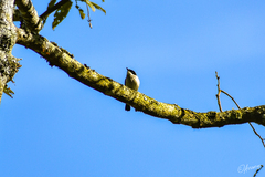 Hemipus hirundinaceus