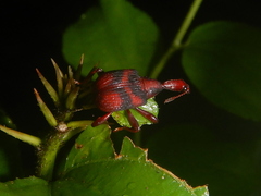Apoderina