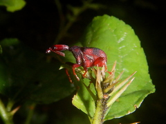 Apoderina