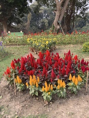 Celosia argentea plumosa