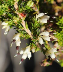 Erica imbricata