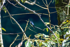 Hemipus hirundinaceus