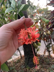 Hibiscus schizopetalus