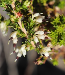 Erica imbricata