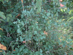Crataegus monogyna