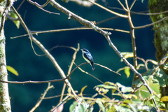 Hemipus hirundinaceus