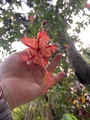 Hibiscus schizopetalus