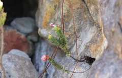 Sonderothamnus petraeus