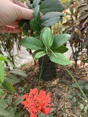 Hibiscus schizopetalus