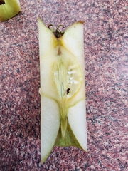 Rhagoletis pomonella