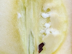 Rhagoletis pomonella