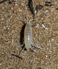 Bellorchestia