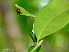 Paratrachelophorus nodicornis