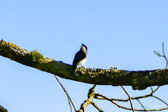 Hemipus hirundinaceus