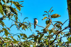 Hemipus hirundinaceus